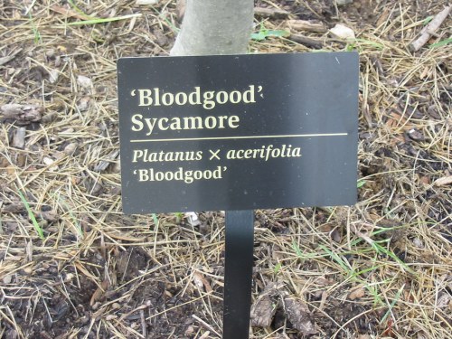 Bloodgood Sycamore